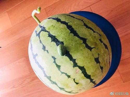 小迷吃瓜,揭秘娱乐圈那些不为人知的幕后故事