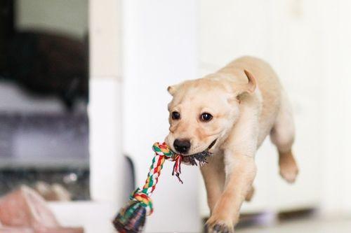 狗狗可以吃阳瓜根吗