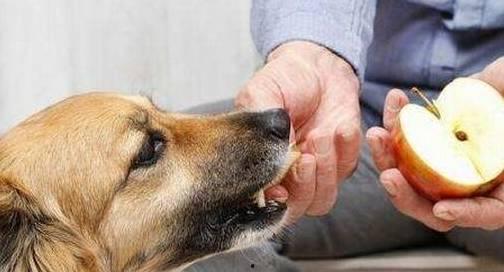 狗狗可以吃阳瓜根吗