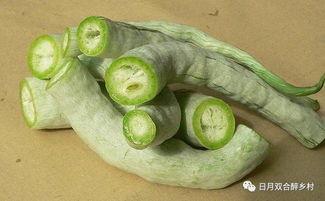 吃货主播蛇瓜,吃货主播带你领略独特风味