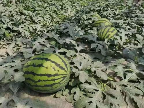 吃瓜人的必备谜底,解锁娱乐圈幕后真相