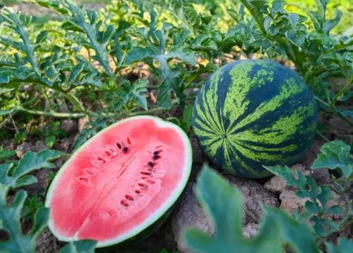 吃瓜漏子的好处,解锁生活小确幸的秘诀