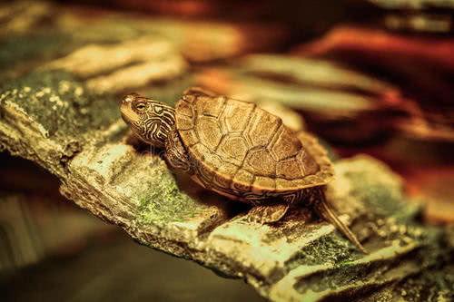 欧阳爸爸吃瓜乌龟,与乌龟的意外邂逅