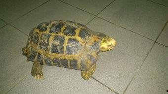 欧阳爸爸吃瓜乌龟,与乌龟的意外邂逅