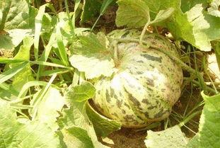 大苏带你吃瓜,揭秘娱乐圈那些事儿