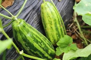 冀西南吃瓜人,品味生活，共享欢乐