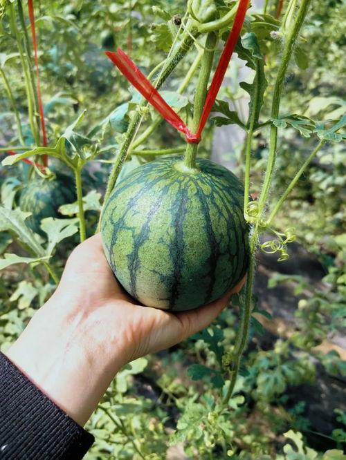 冀西南吃瓜人,品味生活，共享欢乐