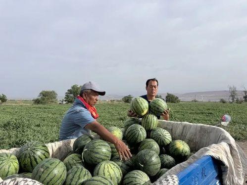 永定吃瓜,揭秘当地特色美食背后的故事