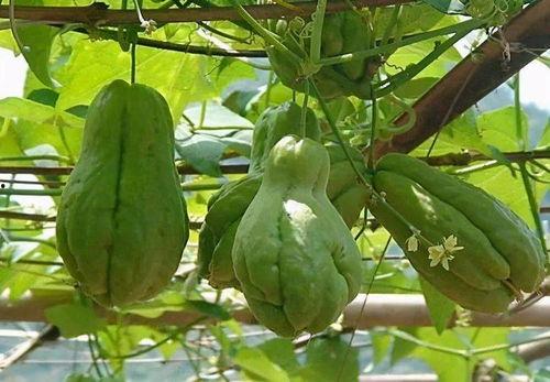 冷吃佛手瓜,夏日消暑美食新宠