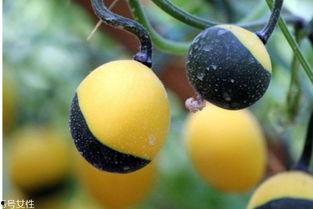 吃吊瓜上火吗,吃吊瓜会上火吗？营养与注意事项