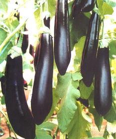 吃茄瓜眼蒙,探寻神秘蔬菜的神奇功效与食用之道