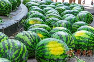 贵州大学天台吃瓜,一场别开生面的“吃瓜”盛宴