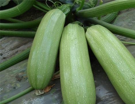 葫芦瓜的瓜囊可以吃吗,可食用之谜揭晓