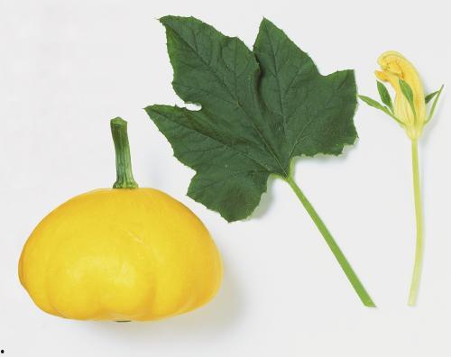 瓜的叶子怎么吃,叶中珍馐的多样食法