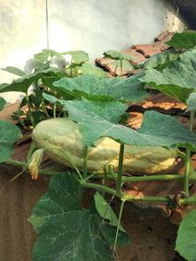 瓜的叶子怎么吃,叶中珍馐的多样食法