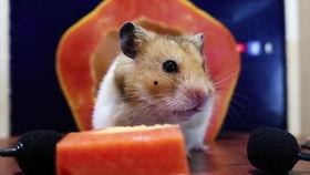 播放猫吃瓜,猫咪大快朵颐瓜果时光