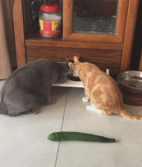 播放猫吃瓜,猫咪大快朵颐瓜果时光