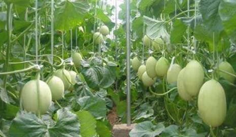 鸣子吃瓜,揭秘娱乐圈背后的秘密与真相