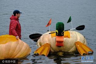 吃瓜泊舟,揭秘网络热议背后的真相与趣味