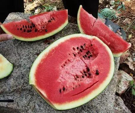 拉肚子吃蜜瓜,甜蜜疗法带来健康惊喜