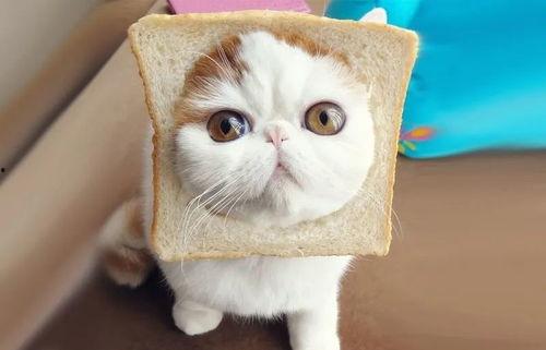 猫敢吃梨瓜吗,揭秘猫对梨瓜的神秘反应