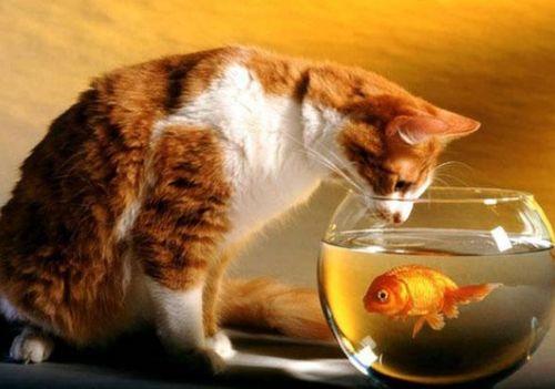 猫敢吃梨瓜吗,揭秘猫对梨瓜的神秘反应