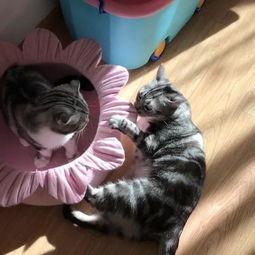 吃瓜少女的猫,揭秘娱乐圈背后的秘密生活